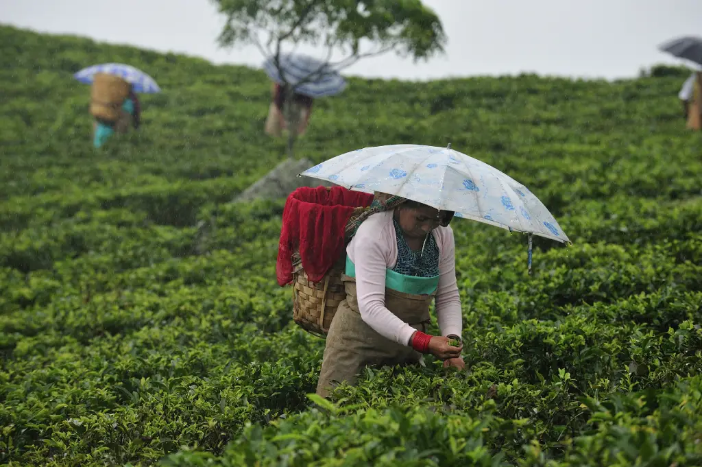 Darjeeling tea garden