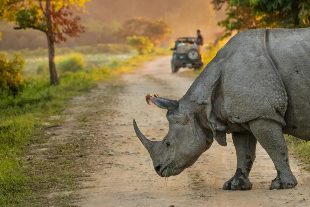 Kaziranga National Park