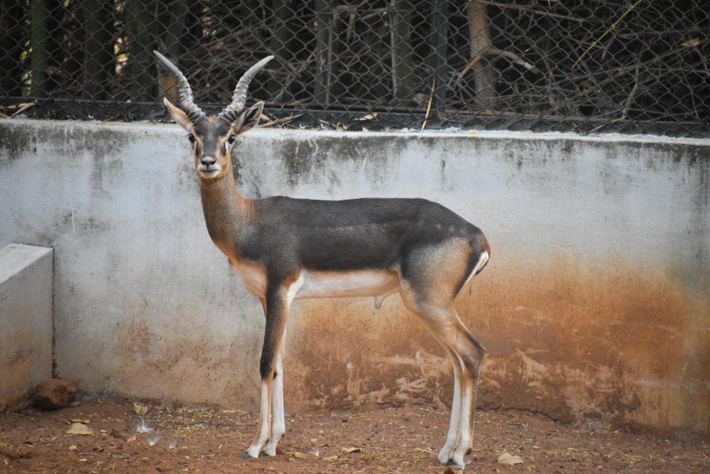 Guindy National Park