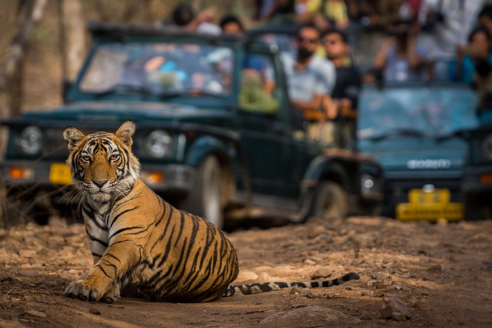 Ranthambore Tiger Reserve